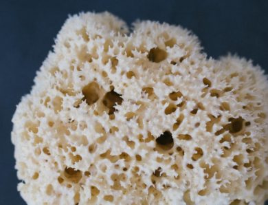 Découvrez le blog de Dimensione Natura : Inspirations et conseils pour une vie naturelle