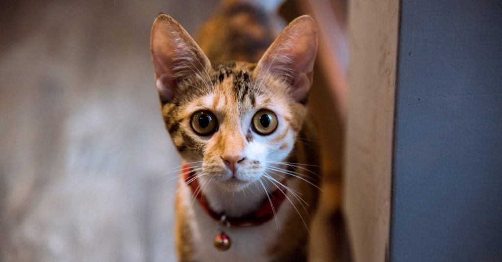 découvrez notre collection de colliers pour chats alliant style et confort. offrez à votre félin un accessoire à la fois tendance et pratique, avec des options personnalisables pour garantir sécurité et élégance.