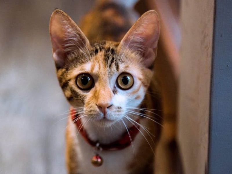 Les meilleurs conseils pour choisir un collier adapté à votre chat