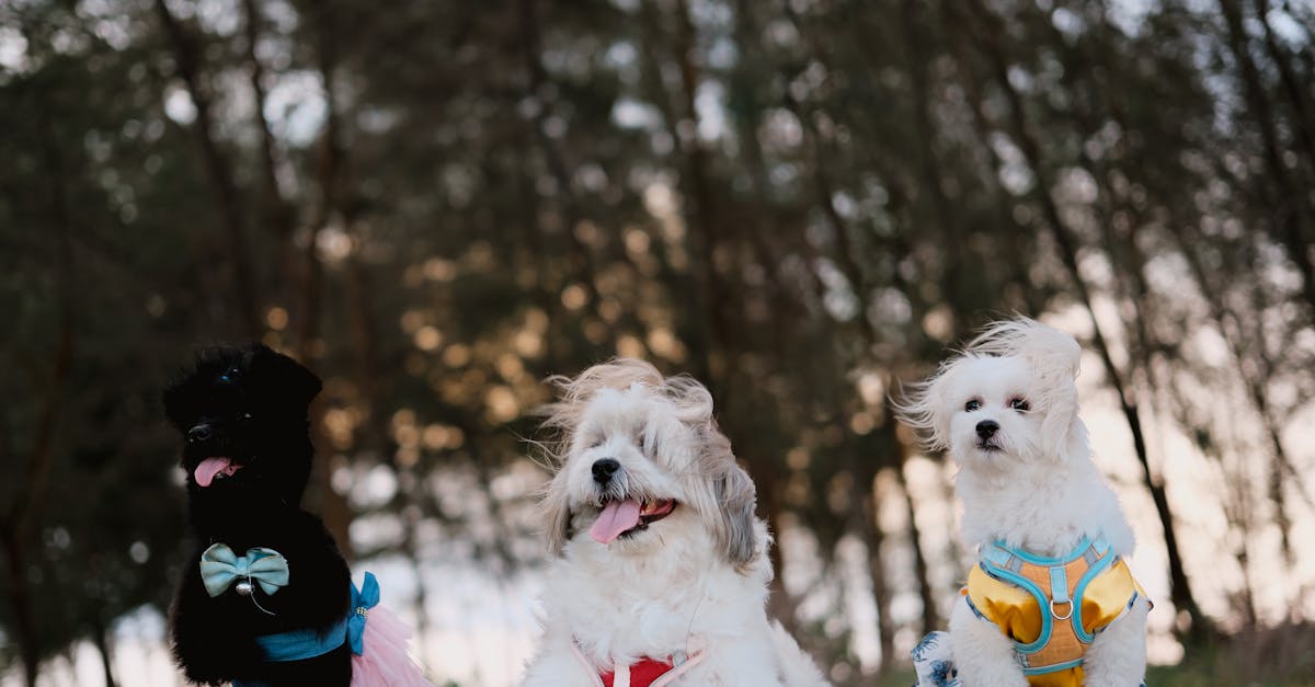 découvrez notre gamme variée de colliers pour chiens, alliant confort, style et sécurité. trouvez le collier parfait pour votre compagnon à quatre pattes, adapté à toutes les tailles et tous les goûts.