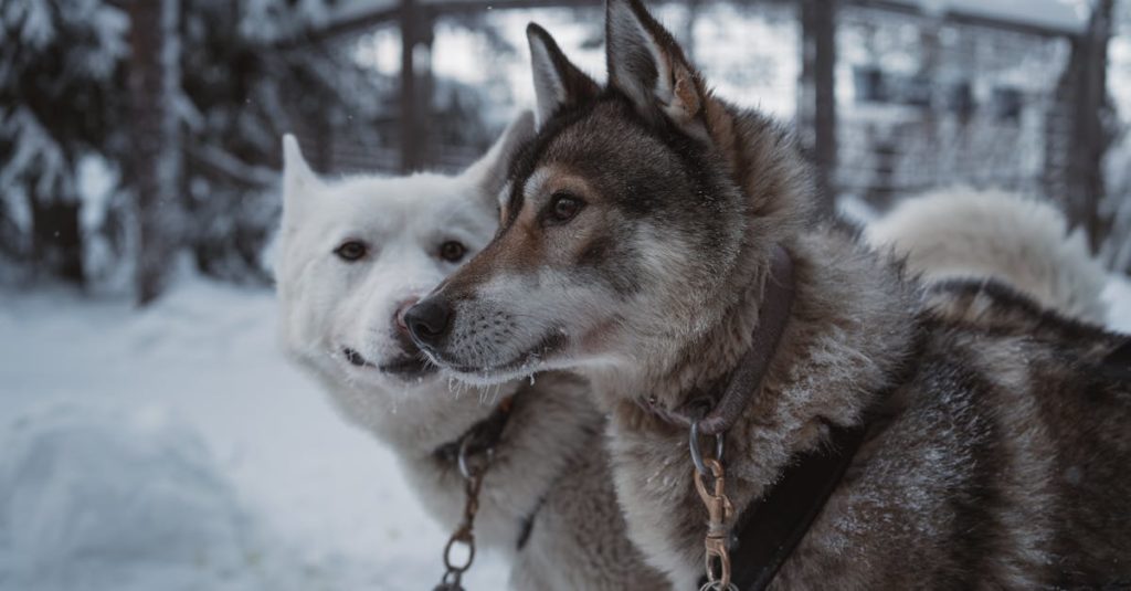 découvrez notre vaste sélection de colliers pour chiens, alliant confort, style et sécurité. trouvez le collier parfait pour votre compagnon à quatre pattes, adapté à toutes les tailles et toutes les races.