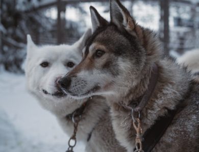 Découvrez les meilleurs colliers pour chien en 2024
