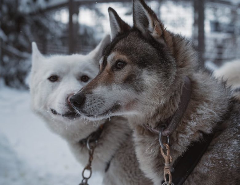 Découvrez les meilleurs colliers pour chien en 2024