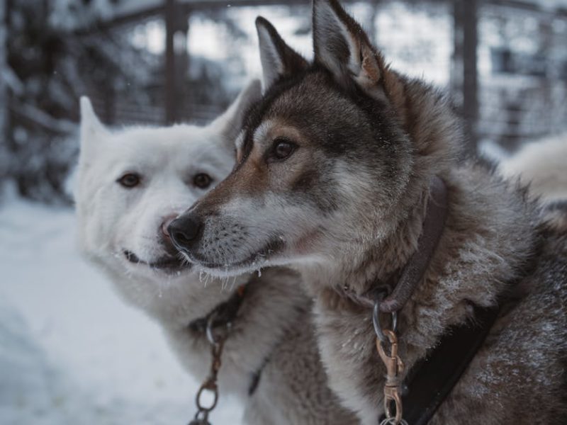 Découvrez les meilleurs colliers pour chien en 2024