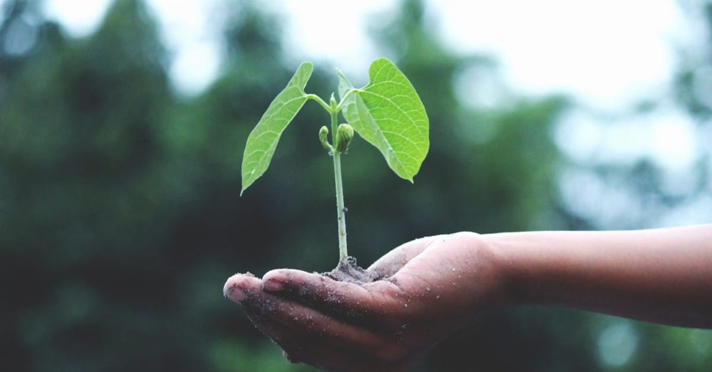 découvrez l'écologie : son impact sur l'environnement, les enjeux actuels, et les actions pour préserver notre planète. informez-vous sur les solutions écologiques et adoptez des gestes responsables au quotidien.