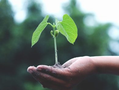 Découvrez les dernières actualités sur l’écologie avec Energexia
