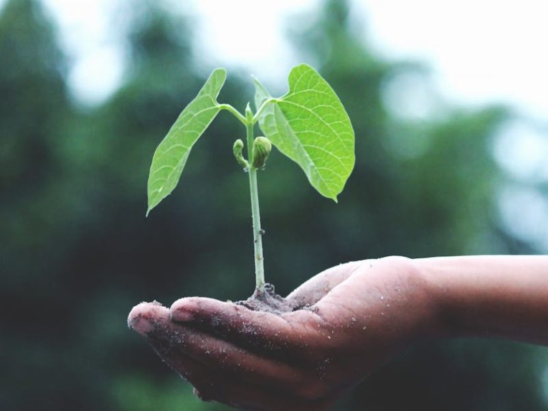 Découvrez les dernières actualités sur l’écologie avec Energexia